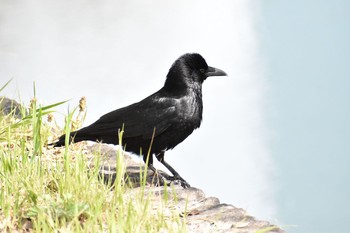 Carrion Crow Osaka castle park Fri, 4/13/2018