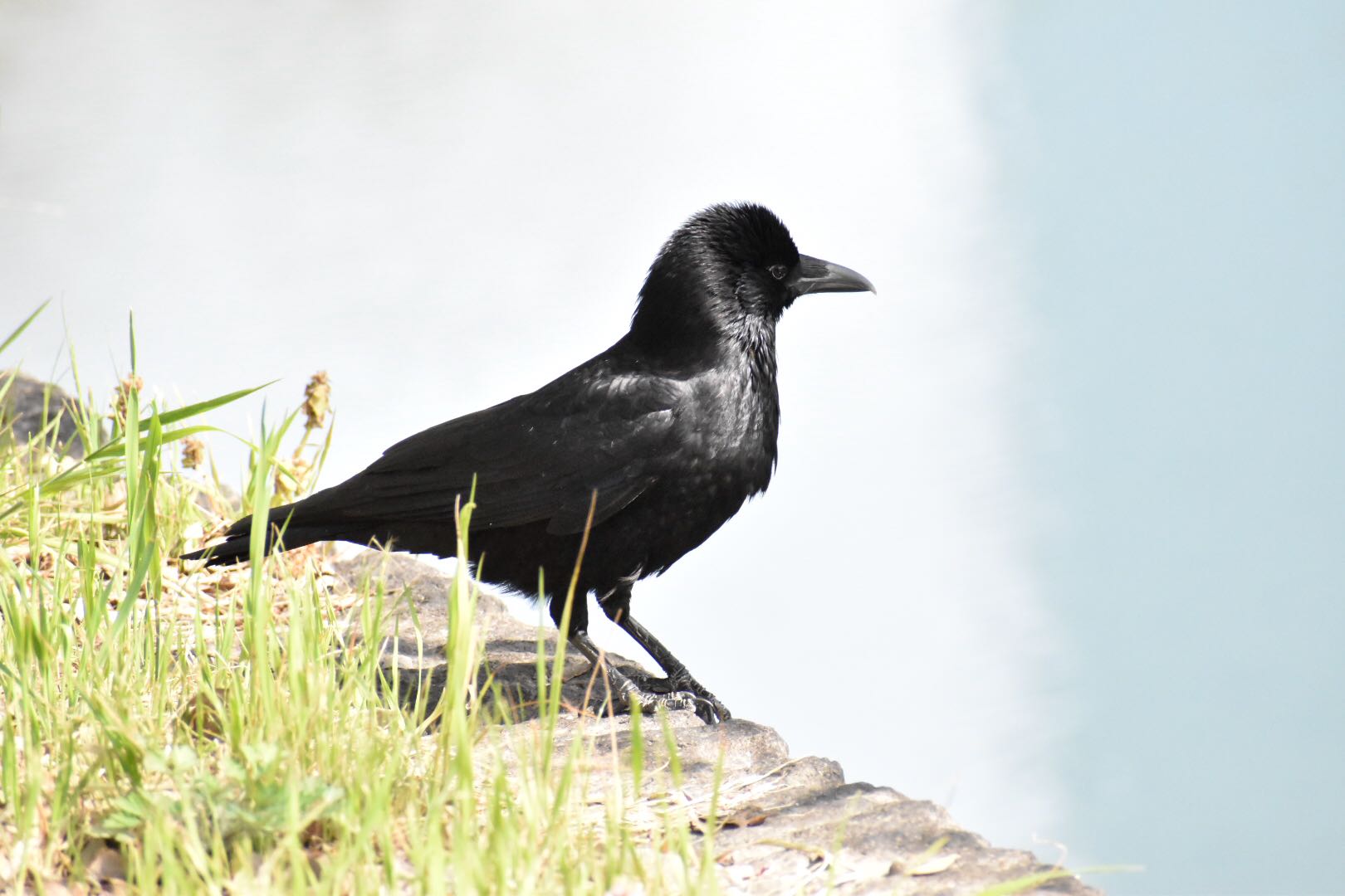 Photo of Carrion Crow at Osaka castle park by りょう