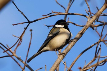 Japanese Tit 東京都 Tue, 1/31/2023