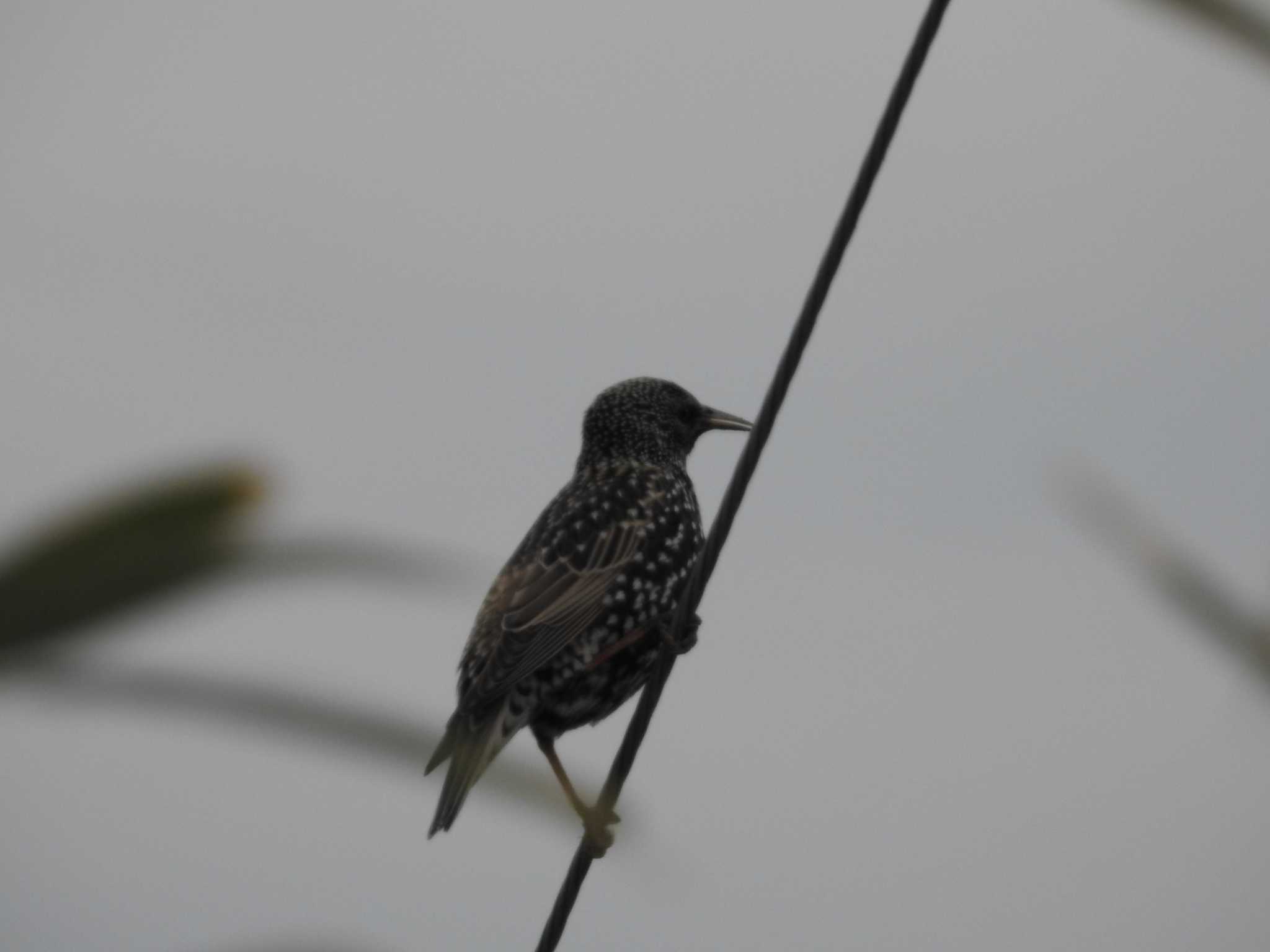 Common Starling