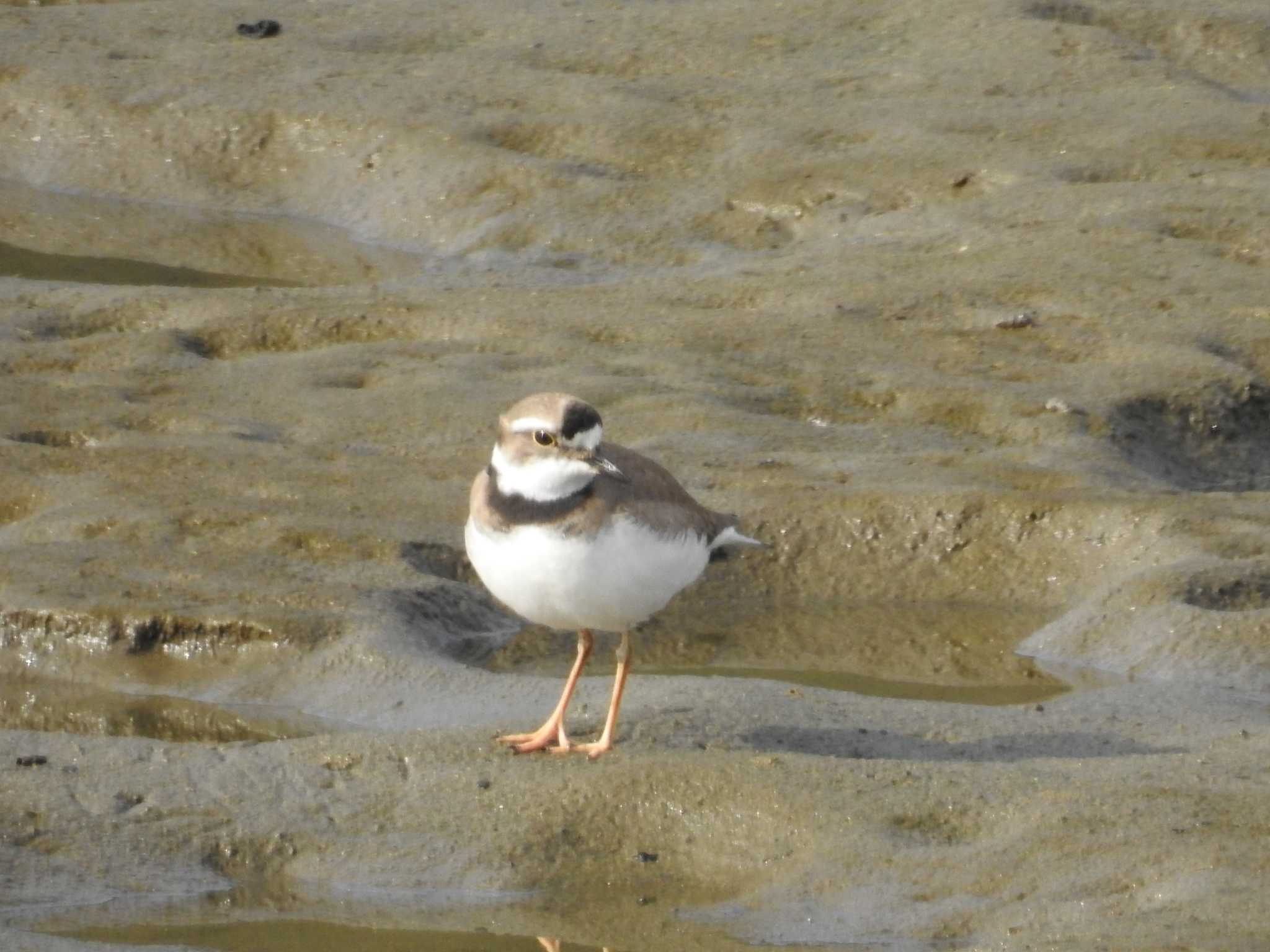 Long-billed Plover