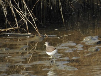 Sat, 2/4/2023 Birding report at 出水市