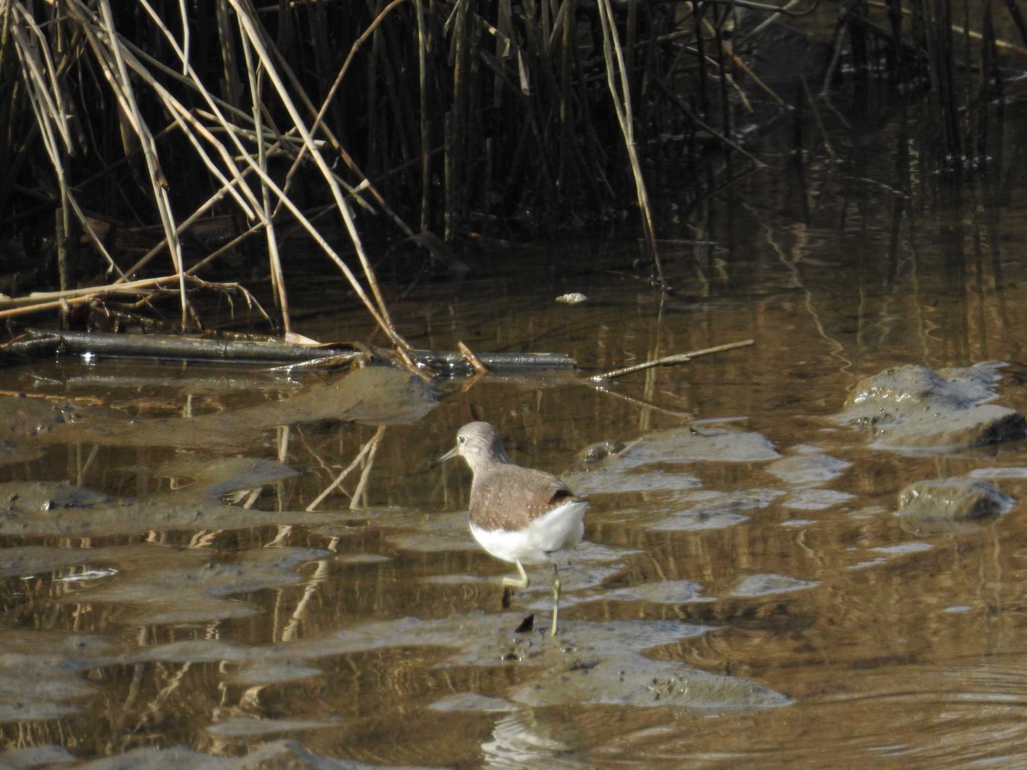 Green Sandpiper