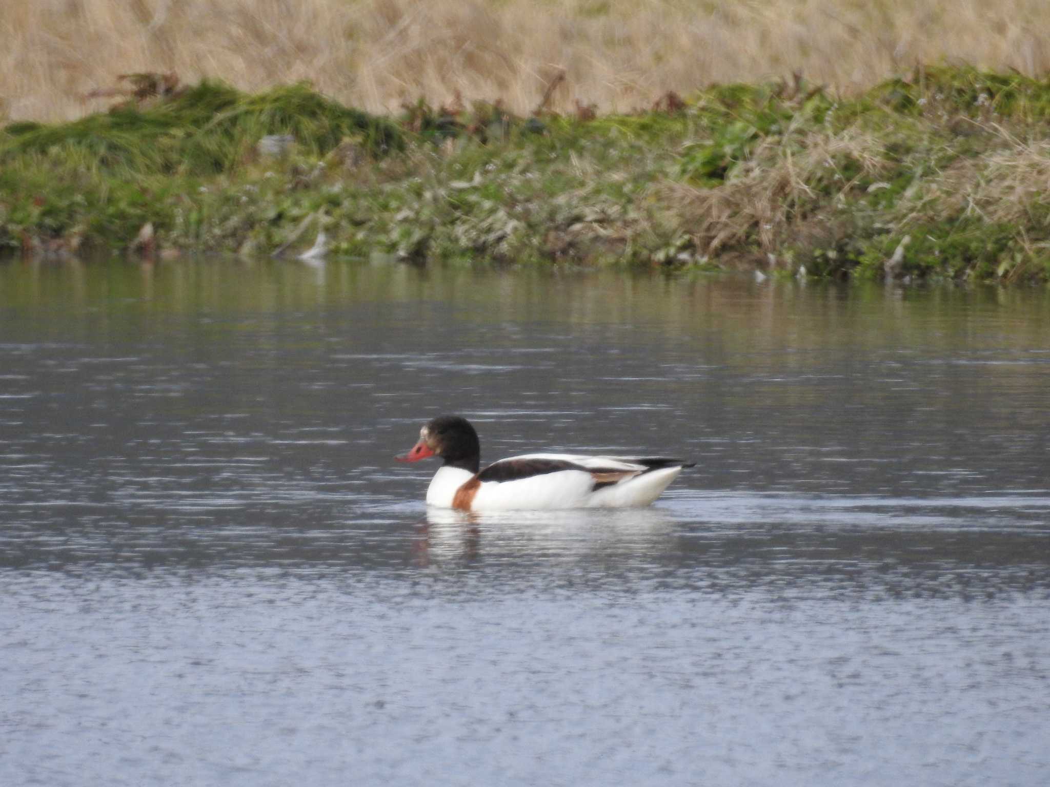 Common Shelduck