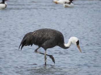 Hooded Crane 出水市 Sat, 2/4/2023