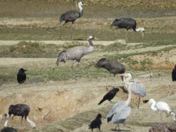 Common Crane 出水市 Sat, 2/4/2023