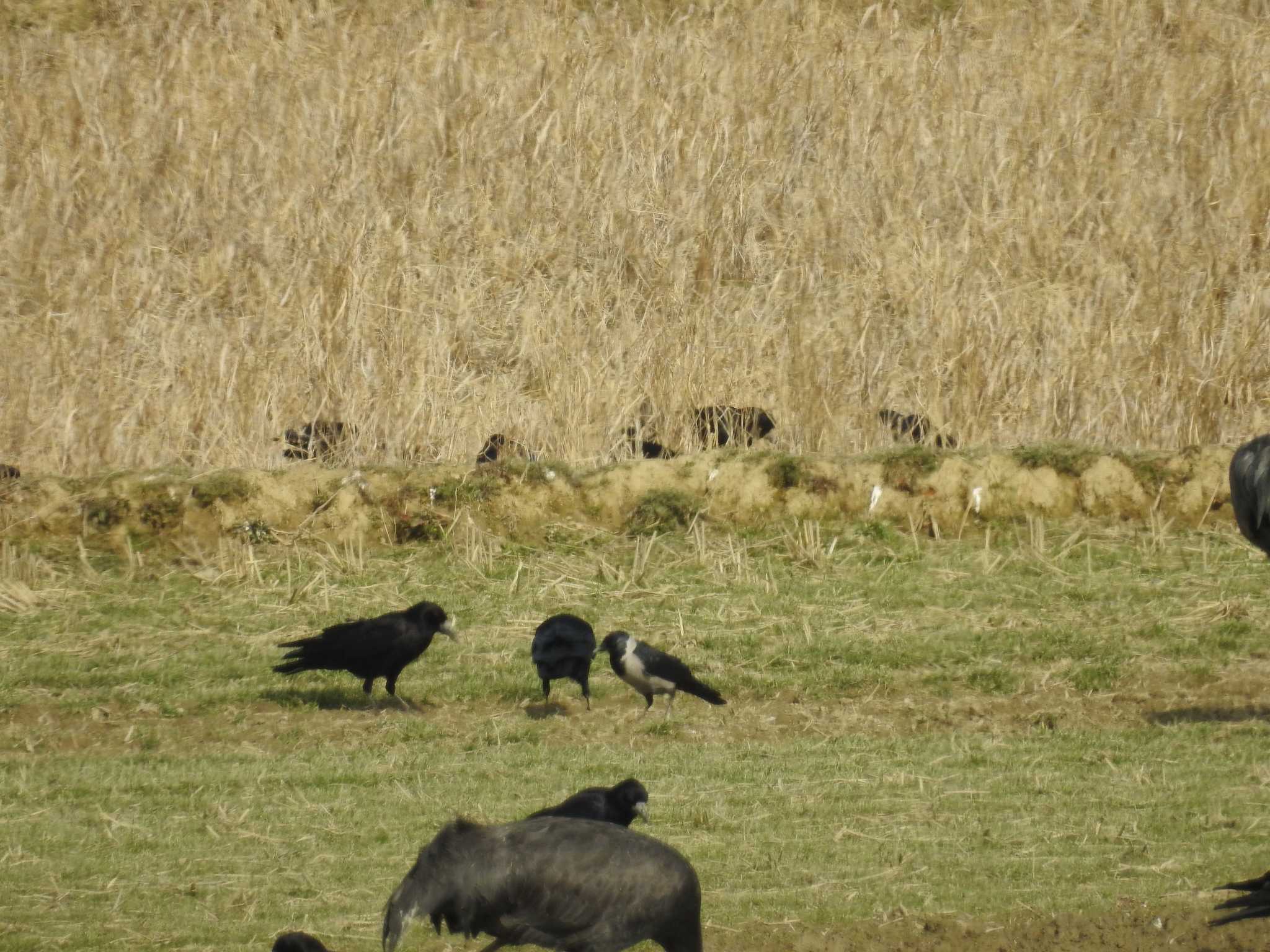 Daurian Jackdaw