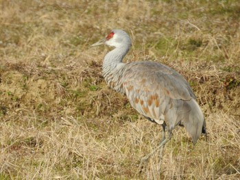 Sandhill Crane 出水市 Sat, 2/4/2023