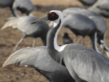 White-naped Crane 出水市 Sat, 2/4/2023