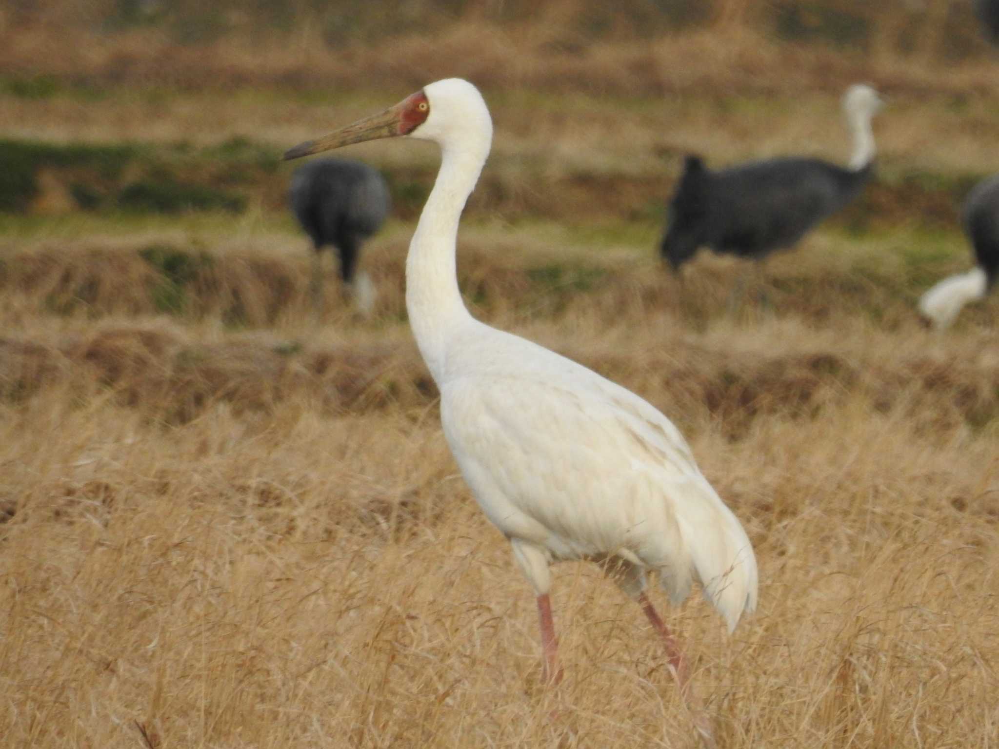 Siberian Crane