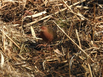 Ruddy-breasted Crake 横浜市 Mon, 2/6/2023