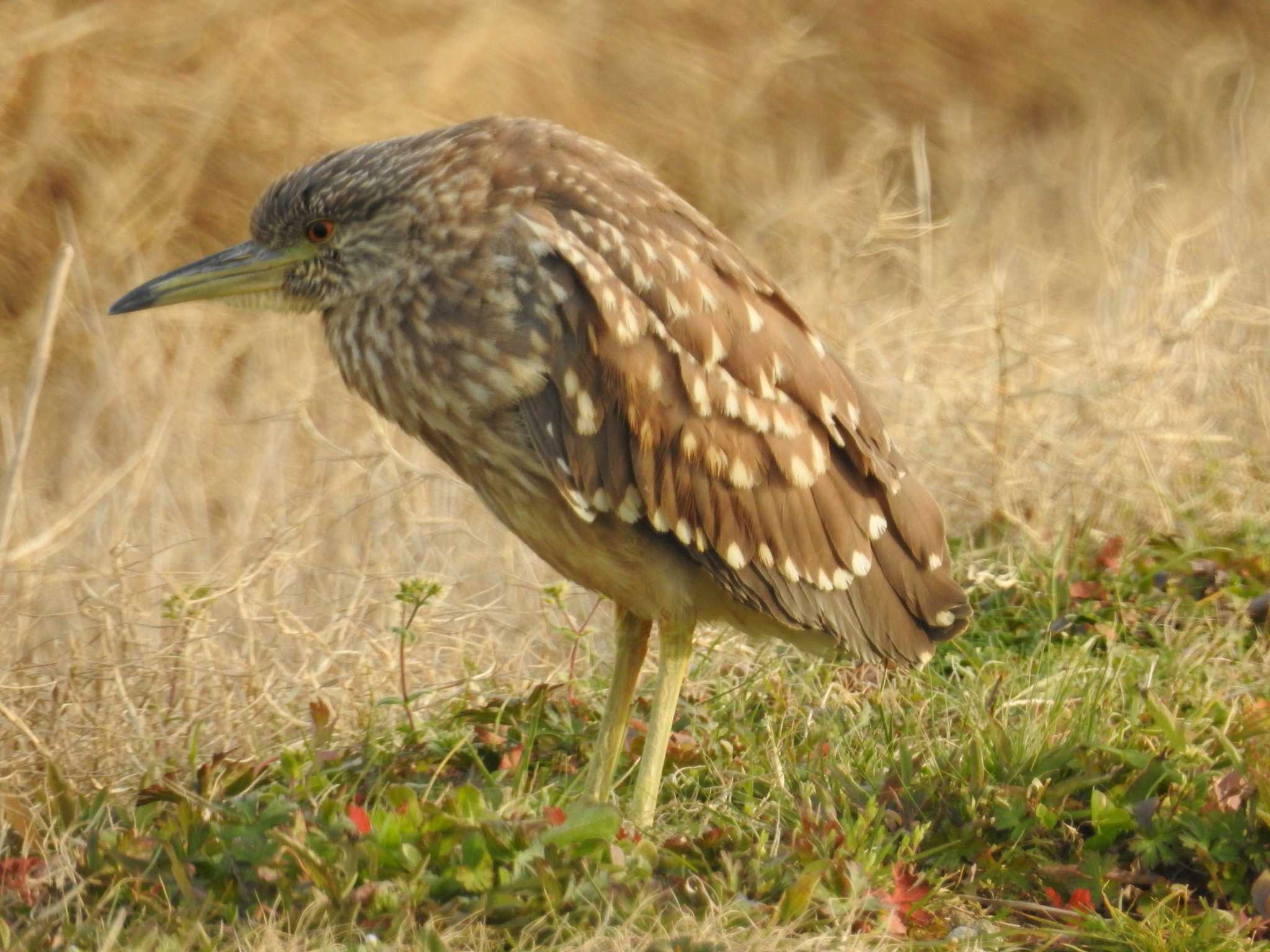 Black-crowned Night Heron