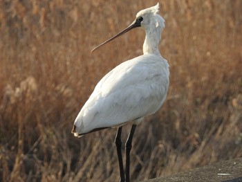 Black-faced Spoonbill 出水市 Fri, 2/3/2023