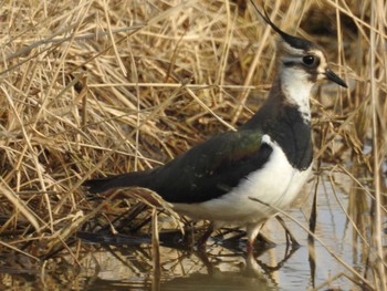 Northern Lapwing 出水市 Fri, 2/3/2023