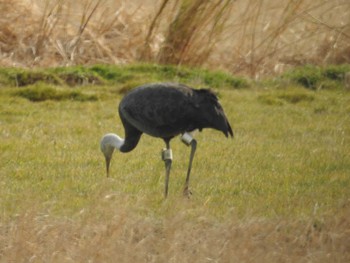 Hooded Crane 出水市 Sat, 2/4/2023