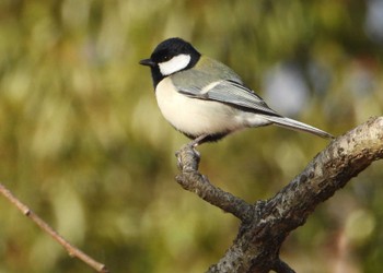 シジュウカラ ぎふ清流里山公園 2023年2月4日(土)