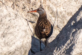 Brown-cheeked Rail 静岡県 Sun, 2/5/2023