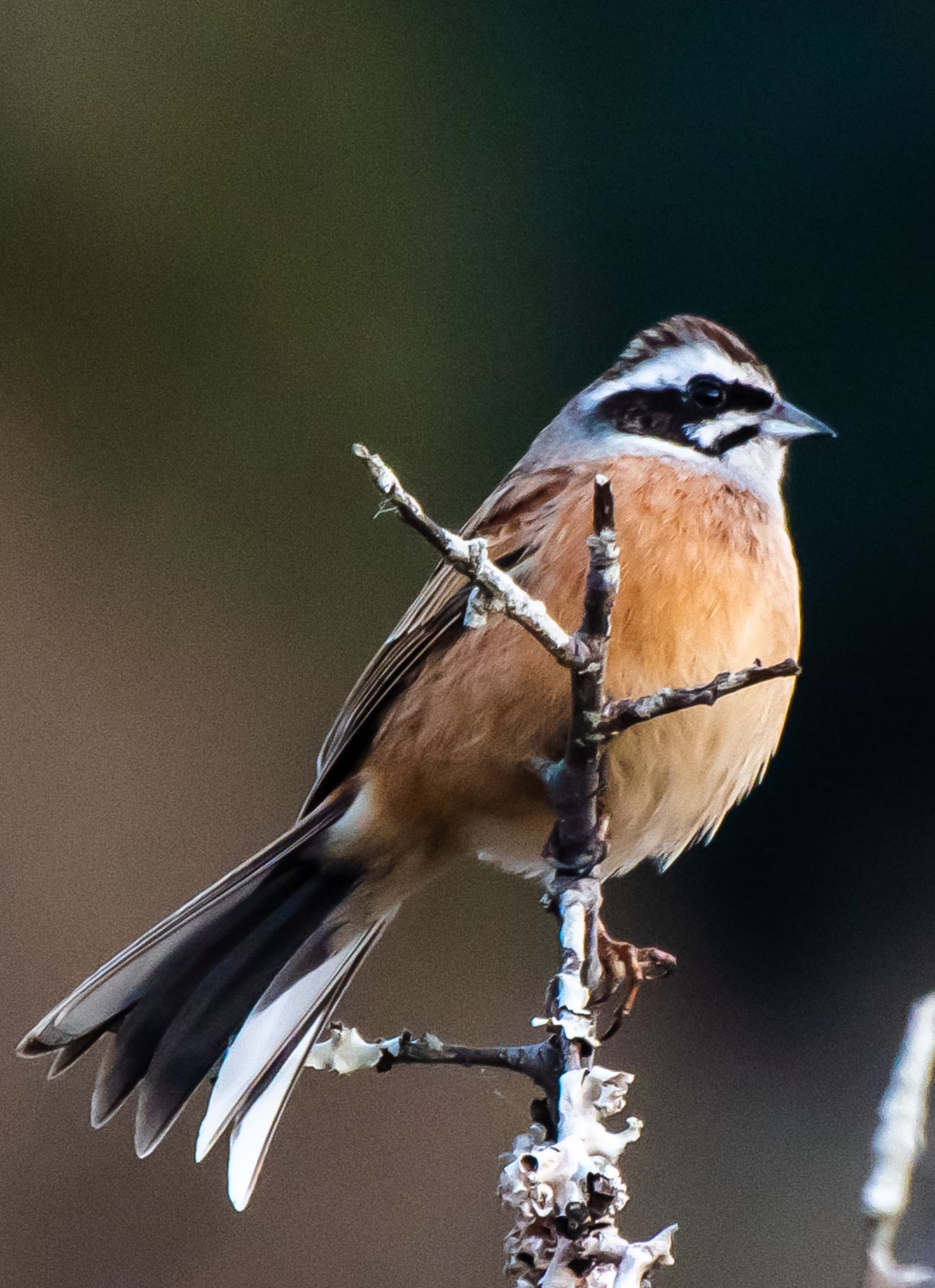 Photo of Meadow Bunting at 都田総合公園 by はる