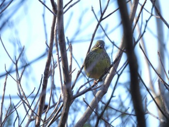 Masked Bunting 創造の森横山 Sun, 2/5/2023