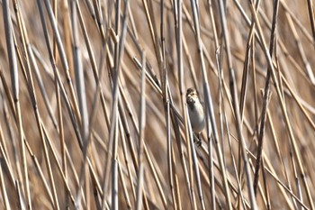 Common Reed Bunting 河北潟 Mon, 2/6/2023