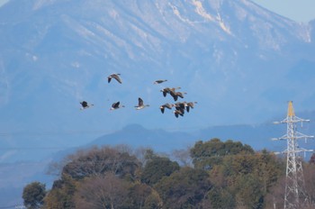 オオヒシクイ 渡良瀬遊水地 2023年2月5日(日)