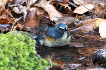 2023年2月4日(土) 井頭公園の野鳥観察記録