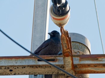 Daurian Jackdaw 堺市 Sun, 2/5/2023