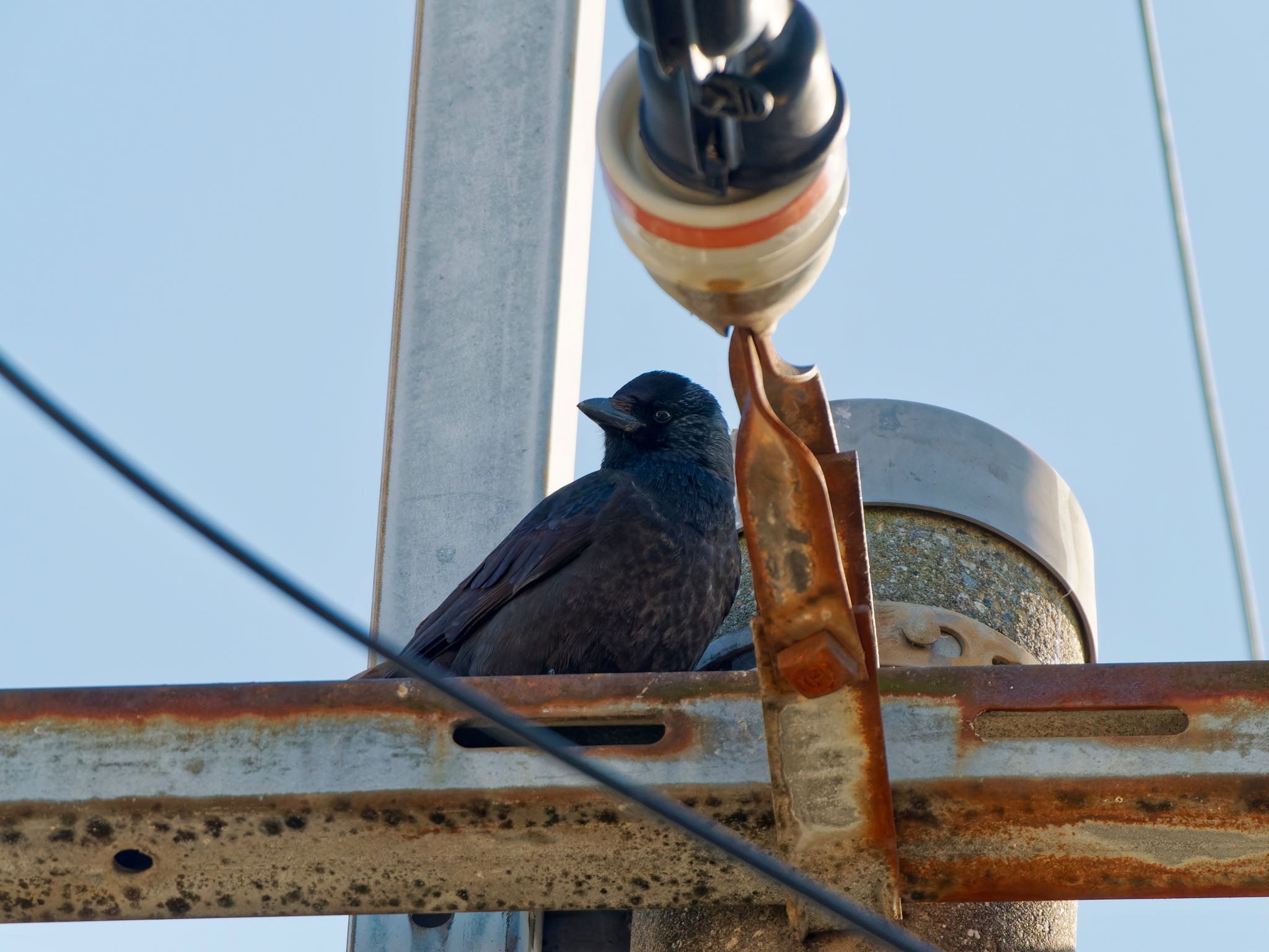 Photo of Daurian Jackdaw at 堺市 by speedgame