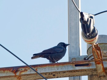 Daurian Jackdaw 堺市 Sun, 2/5/2023