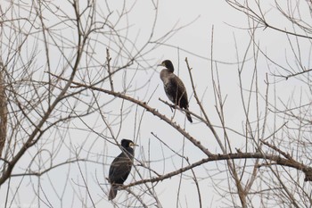 カワウ 新横浜公園 2023年2月4日(土)