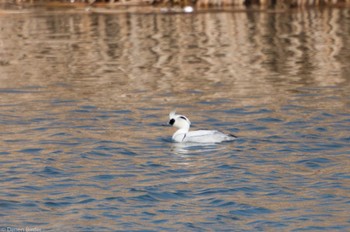 ミコアイサ 新横浜公園 2023年2月4日(土)