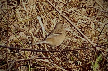 Sun, 2/5/2023 Birding report at Akigase Park