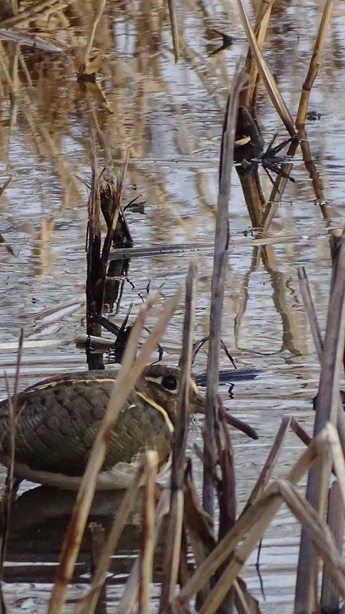 タマシギ