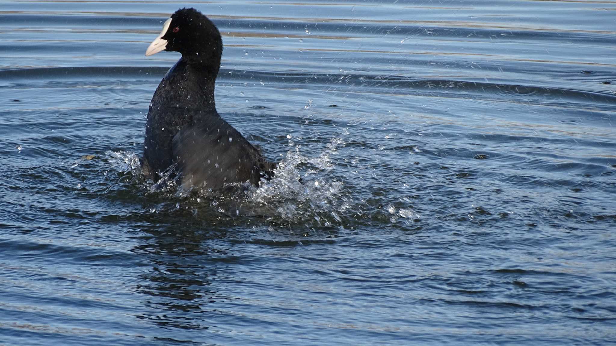 Photo of Eurasian Coot at Mizumoto Park by poppo