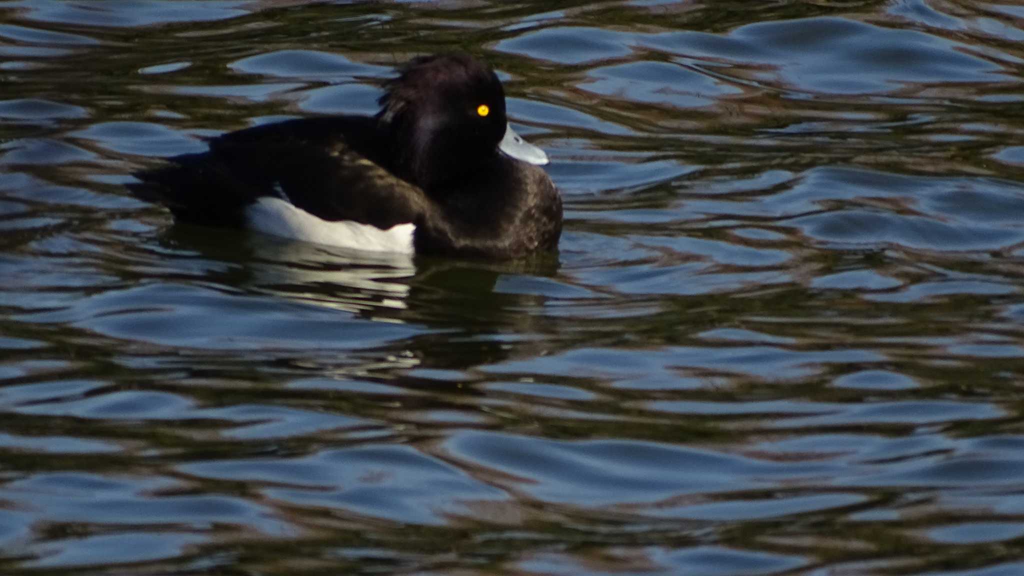 Photo of Tufted Duck at Mizumoto Park by poppo