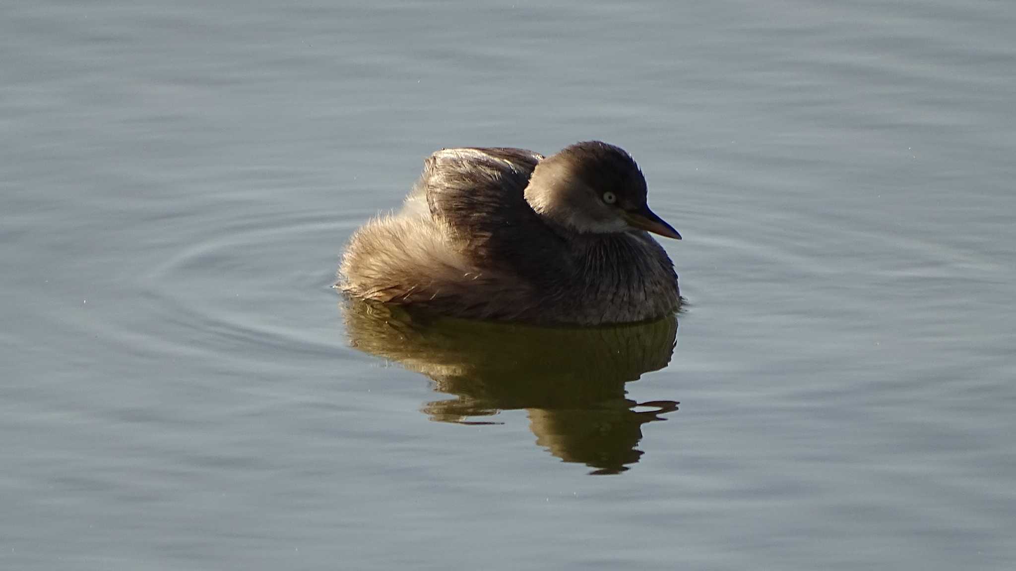 Photo of Little Grebe at Mizumoto Park by poppo