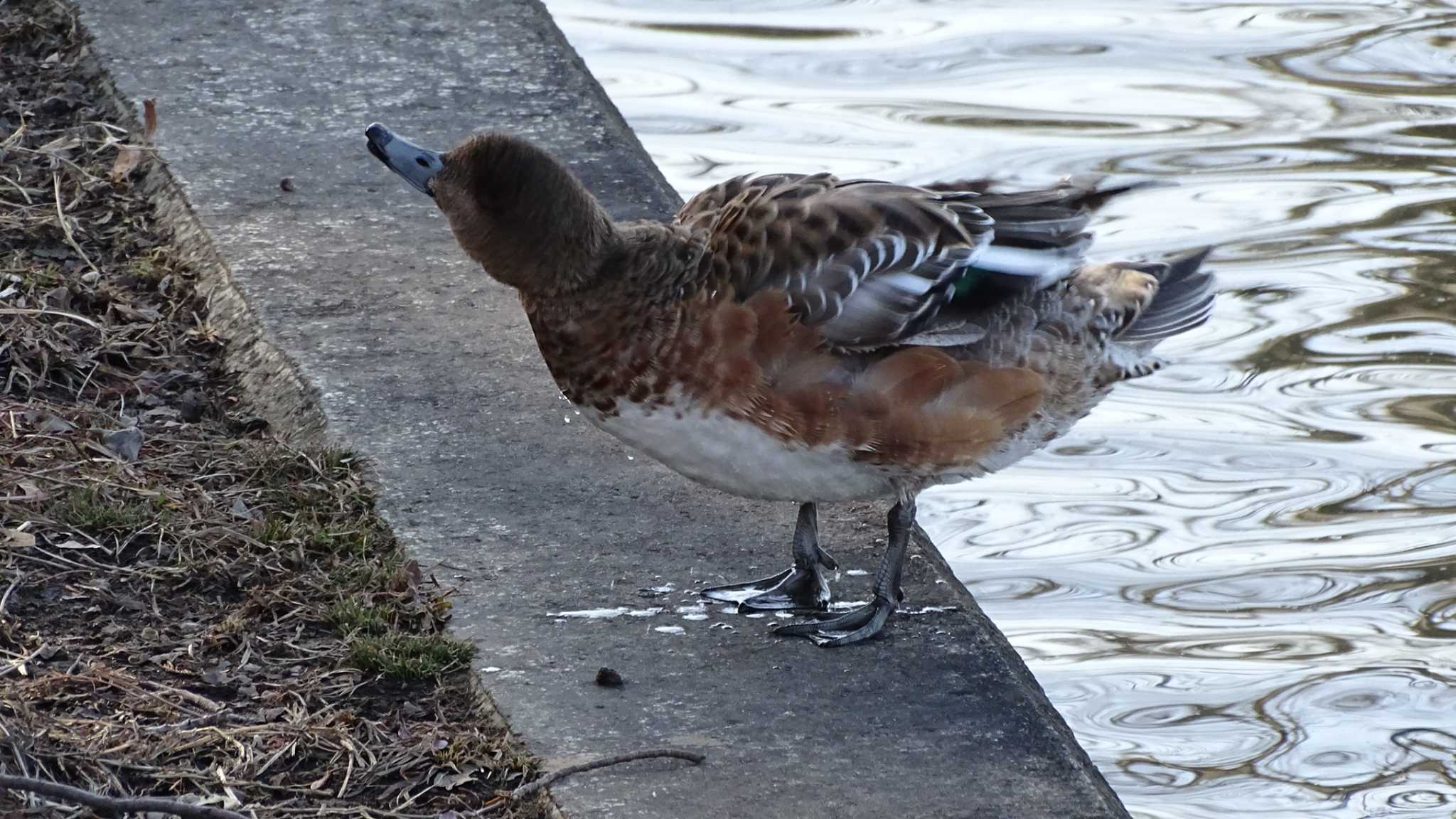 Eurasian Wigeon