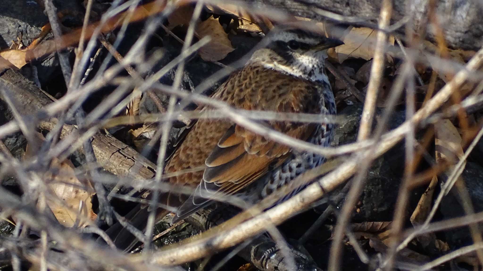 Dusky Thrush