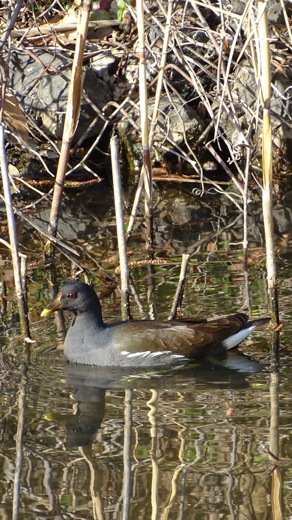 Photo of Common Moorhen at Mizumoto Park by poppo