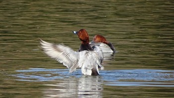 2023年2月6日(月) 水元公園の野鳥観察記録