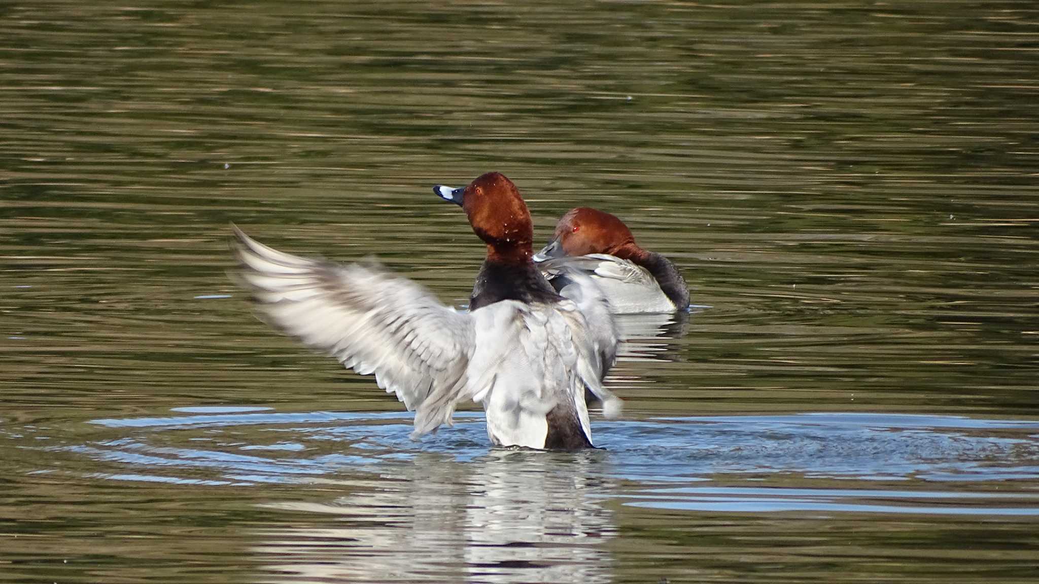 Photo of Common Pochard at Mizumoto Park by poppo