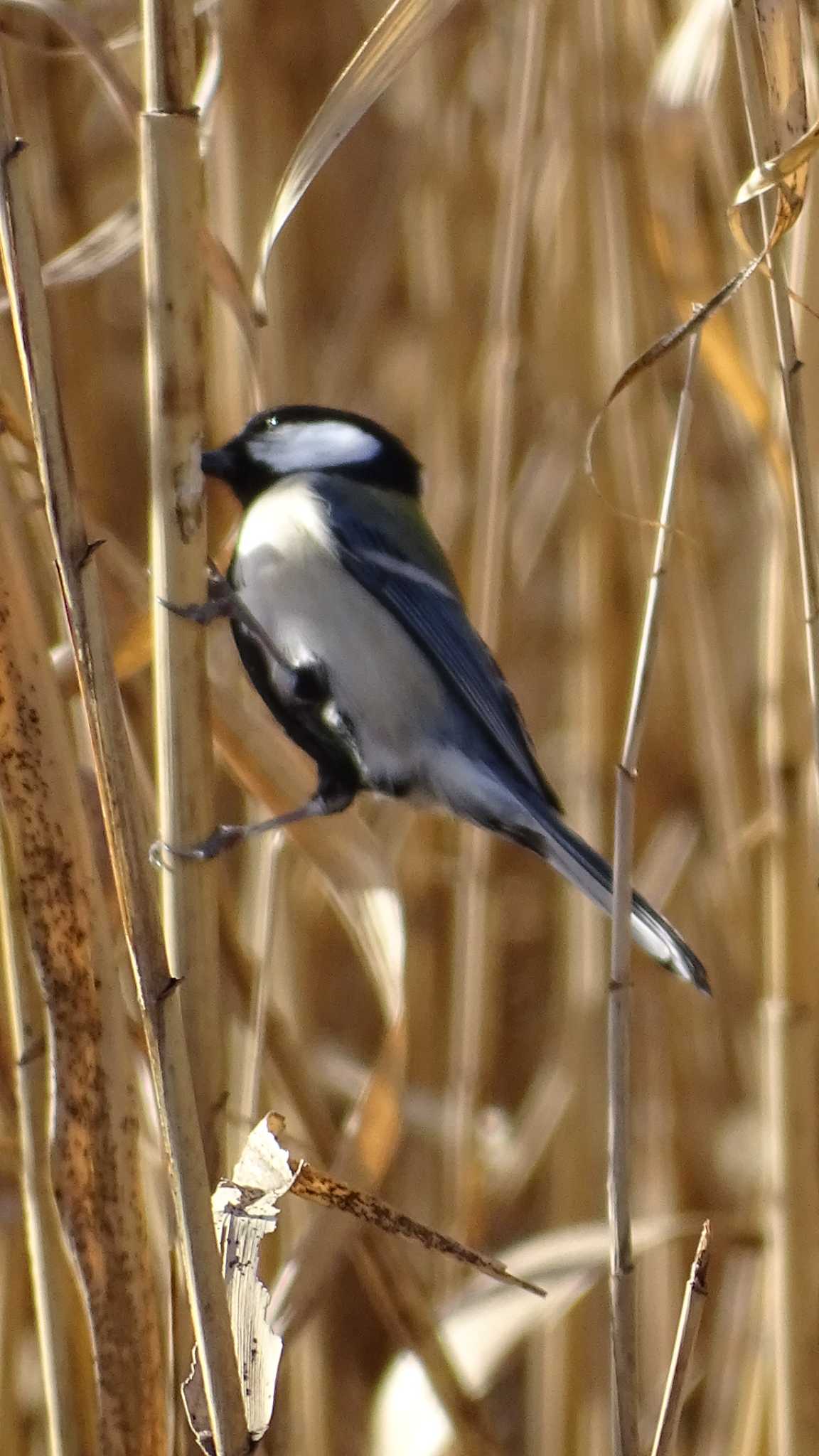 Photo of Japanese Tit at Mizumoto Park by poppo