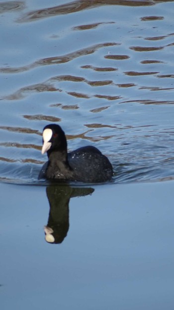 Eurasian Coot Mizumoto Park Mon, 2/6/2023