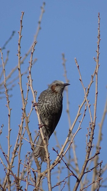 Brown-eared Bulbul Mizumoto Park Mon, 2/6/2023