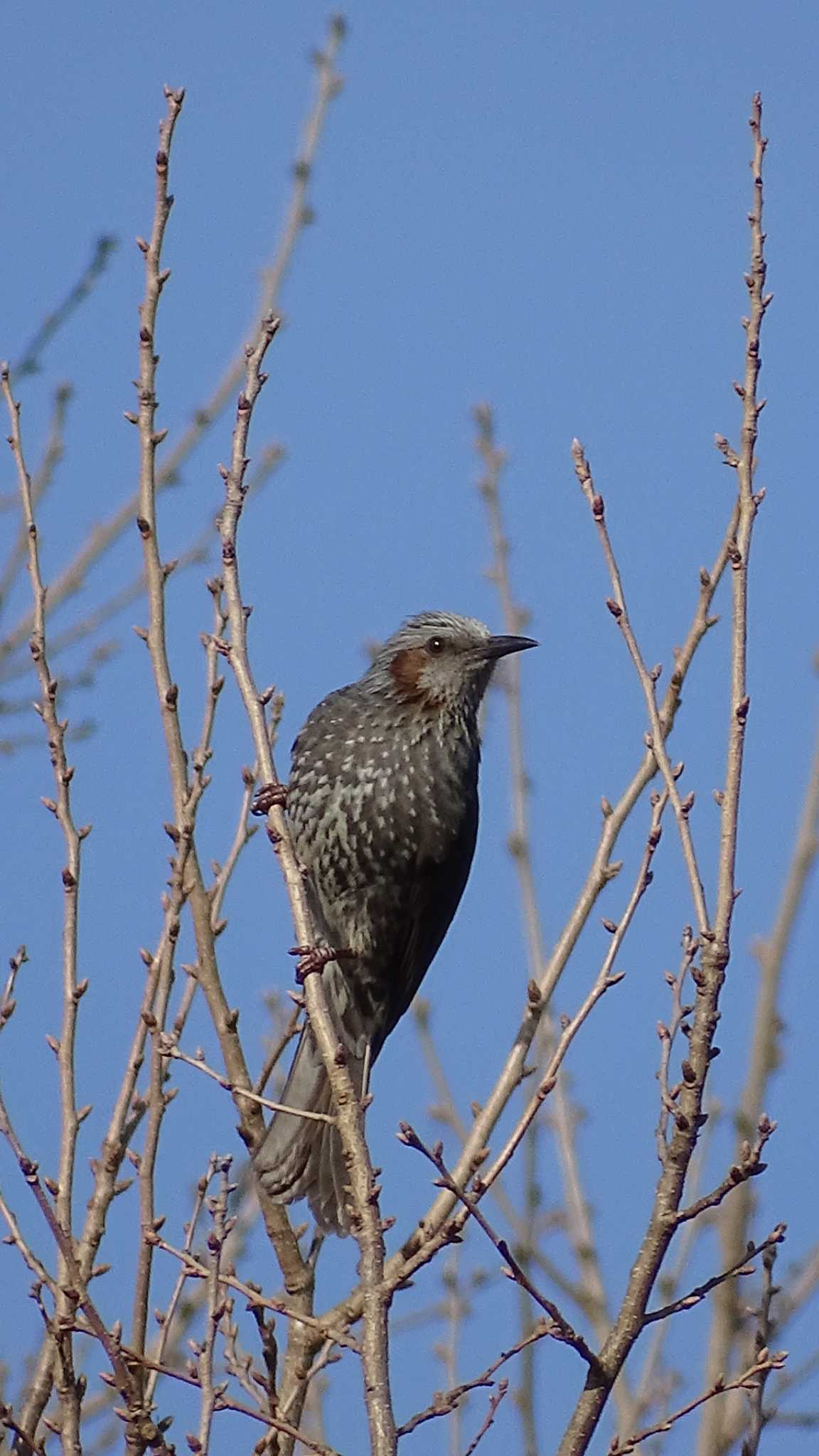 Brown-eared Bulbul