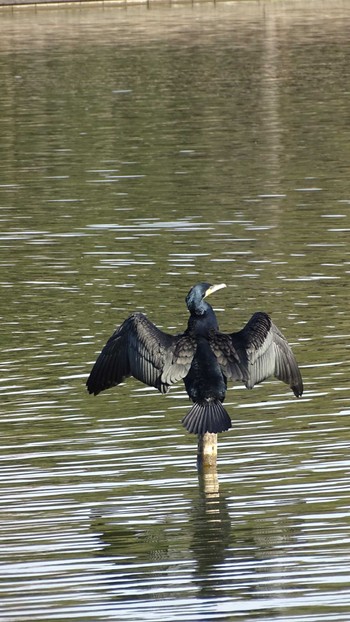 Great Cormorant Mizumoto Park Mon, 2/6/2023