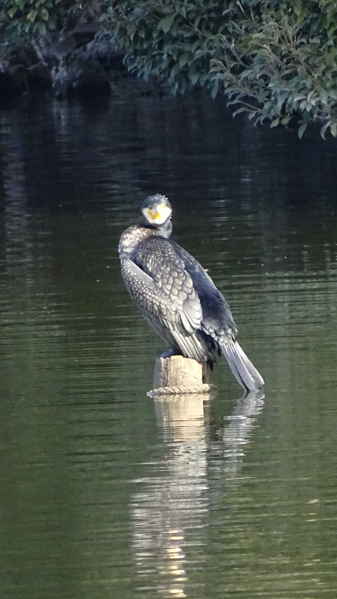 水元公園 カワウの写真 by poppo