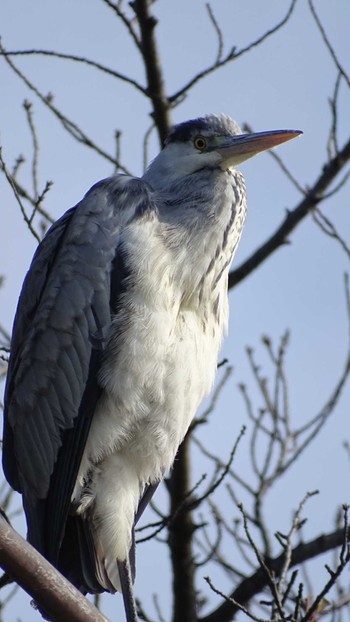 Grey Heron Mizumoto Park Mon, 2/6/2023