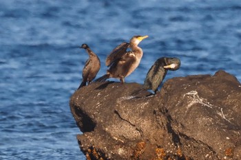 Sun, 2/5/2023 Birding report at 長井漁港