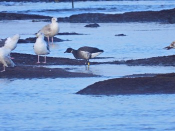 Mon, 2/6/2023 Birding report at 北海道函館市志海苔町